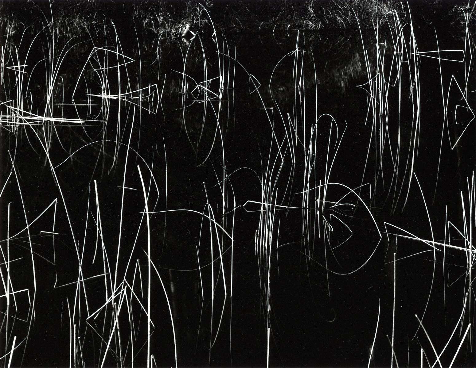 Brett Weston - Auktion 318 Los 1275, 50493-93, Van Ham Kunstauktionen
