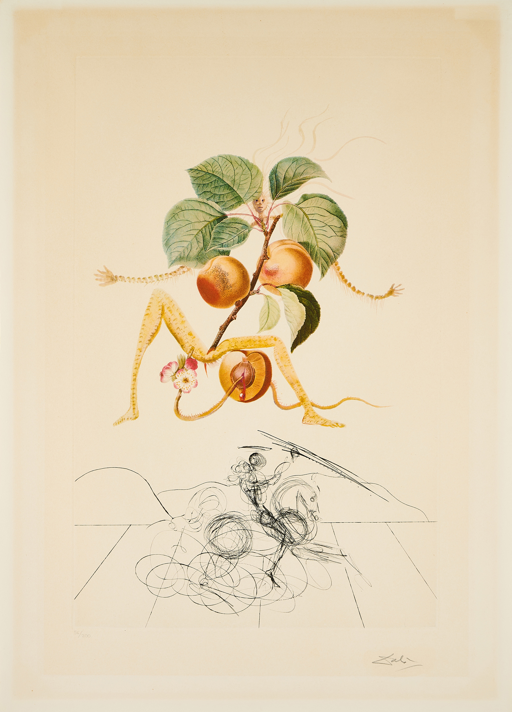 Salvador Dali - Abricot chevalier Aus Flordali  Les Fruits, 77823-2, Van Ham Kunstauktionen