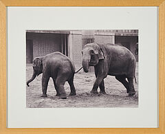 Anett Stuth - Leipziger Zoo 1985 I, 79527-489, Van Ham Kunstauktionen