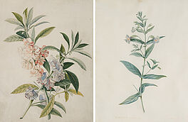 Georg Dionysius Ehret - Zwei Aquarelle mit blauer Gauklerblume und Impatiens Balsamina, 68416-43, Van Ham Kunstauktionen