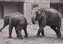 Anett Stuth - Leipziger Zoo 1985 I, 79527-489, Van Ham Kunstauktionen