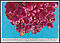Paule Hammer - Nicole 3 Rhododendron, 77667-9, Van Ham Kunstauktionen