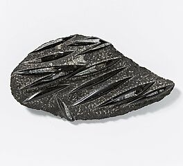 Fossile Orthoceras Platte, 68008-441, Van Ham Kunstauktionen