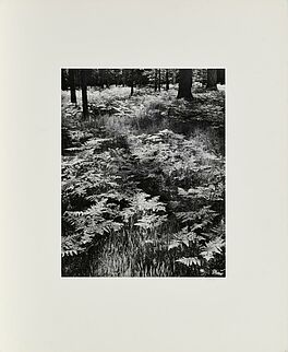 Ansel Adams - Ferns Valley Floor, 63854-1, Van Ham Kunstauktionen