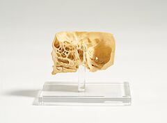 Deutschland - Anatomisches Modell eines menschlichen Schaedels, 74104-2, Van Ham Kunstauktionen