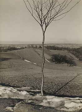 Albert Renger-Patzsch - Das Baeumchen, 56556-1, Van Ham Kunstauktionen