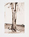 David Hammons - Money Tree fuer Parkett 31, 77046-43, Van Ham Kunstauktionen