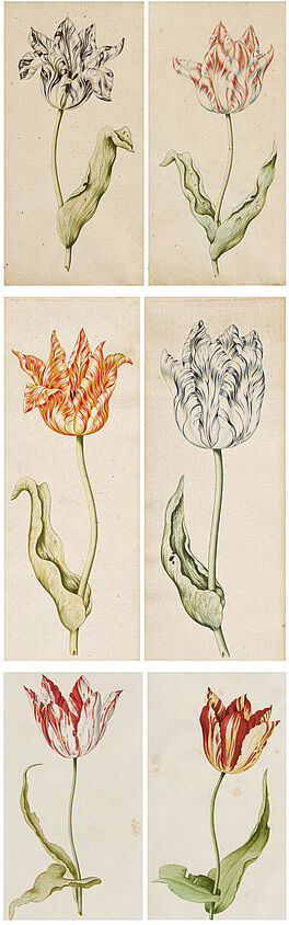 Anthony Claesz - Sechs Aquarelle Tulpen, 67263-7, Van Ham Kunstauktionen