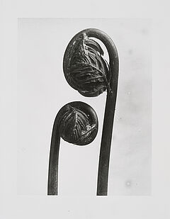 Karl Blossfeldt - Koenigsfarn Osmunda Wedel in der Entfaltung 18951930, 75280-175, Van Ham Kunstauktionen