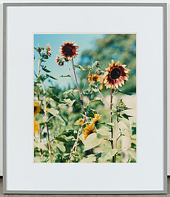 Thomas Struth - Helle Sonnenblumen No 1, 79527-482, Van Ham Kunstauktionen