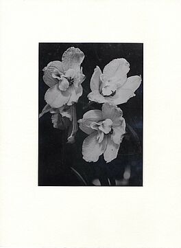 Albert Renger-Patzsch - Delphinium consolida, 64054-15, Van Ham Kunstauktionen