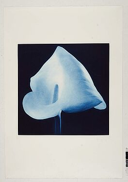 Robert Mapplethorpe - Auktion 329 Los 340, 52739-2, Van Ham Kunstauktionen