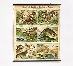 Esslingen - Fuenf Schreibers grosse Wandtafeln der Naturgeschichte der Amphibien amp eine Landkarte Afrikas, 68008-462, Van Ham Kunstauktionen