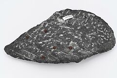 Fossile Orthoceras Platte, 68008-441, Van Ham Kunstauktionen