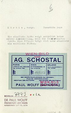 Dr Paul Wolff - Auktion 301 Los 1393, 46976-16, Van Ham Kunstauktionen