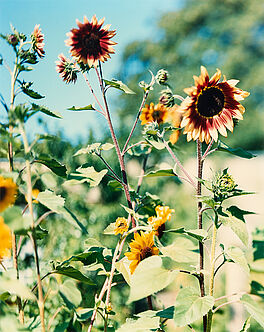 Thomas Struth - Helle Sonnenblumen No 1, 79527-482, Van Ham Kunstauktionen